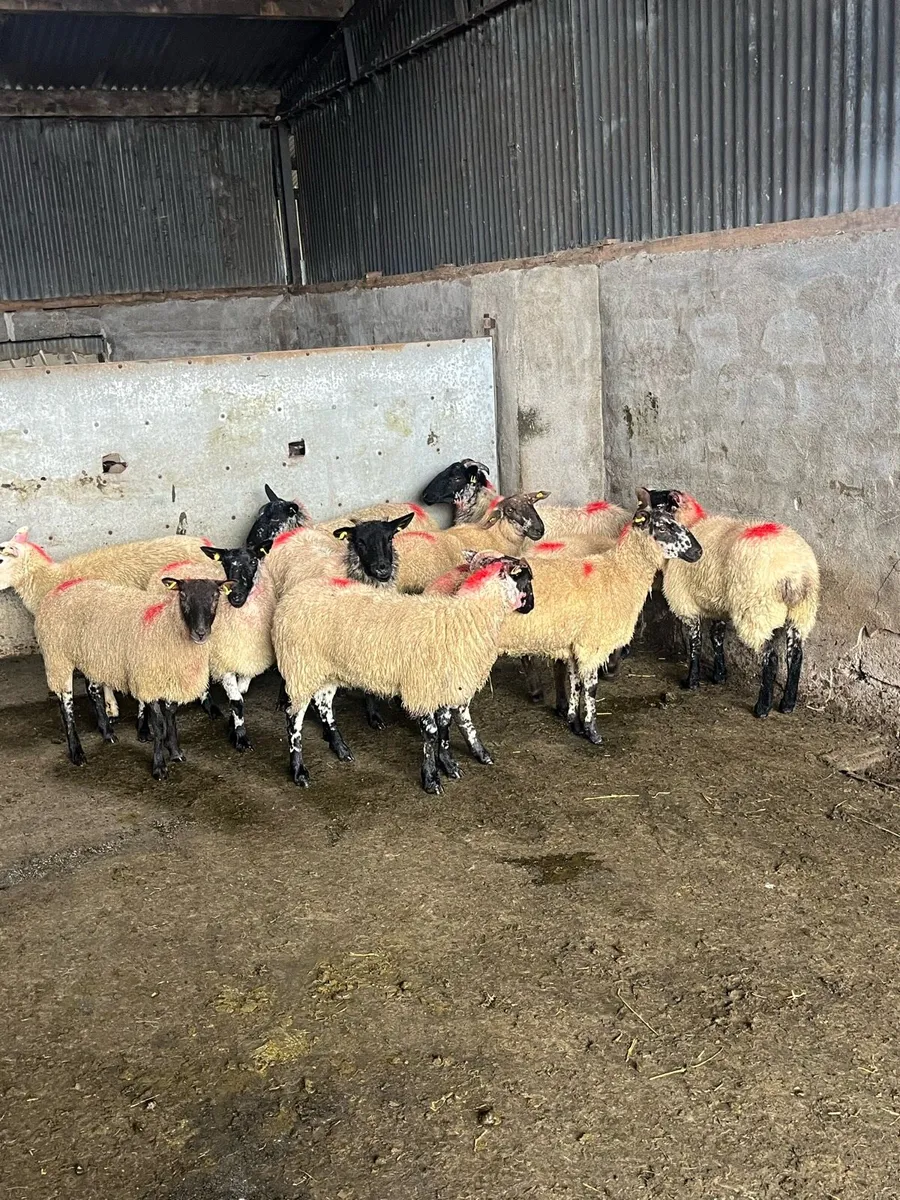 🤩15 brockie type Hoggets 🤩 - Image 4