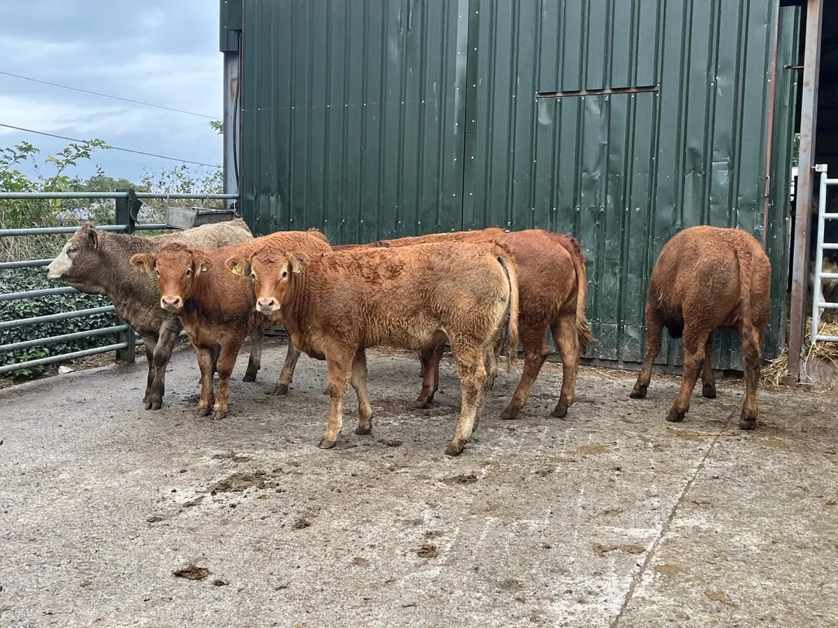 15 super  330 u grade continental heifers - Image 1