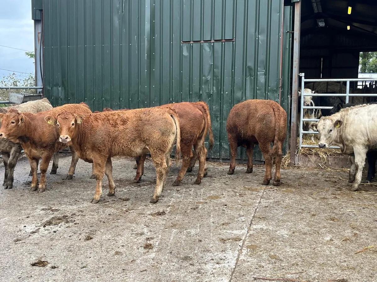 15 super  330 u grade continental heifers - Image 2