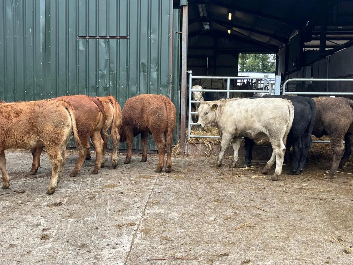 15 super  330 u grade continental heifers - Image 3