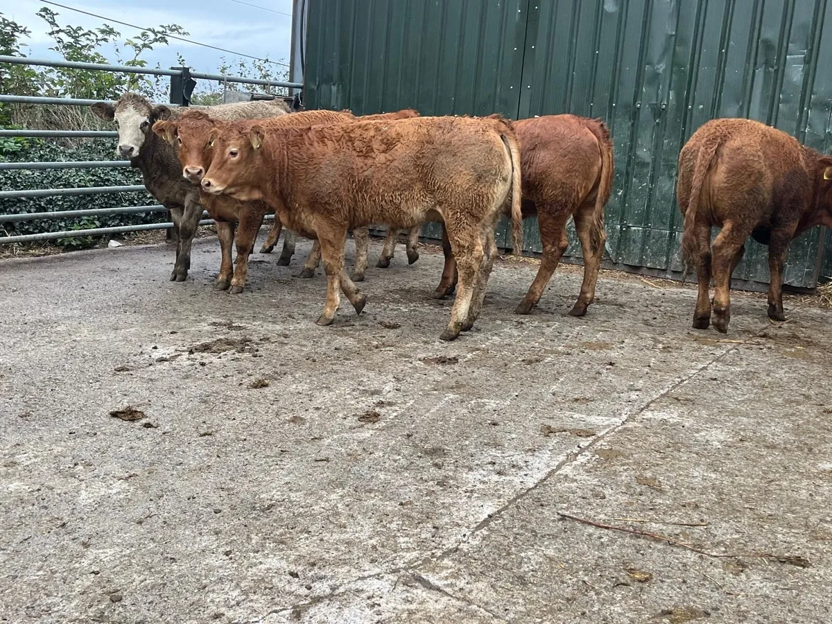 15 super  330 u grade continental heifers - Image 4
