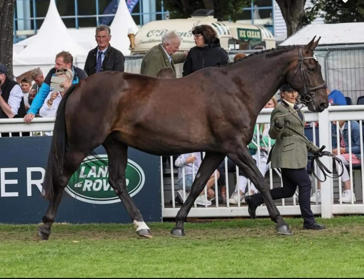 Medium weight hunter or event colt foal - Image 1
