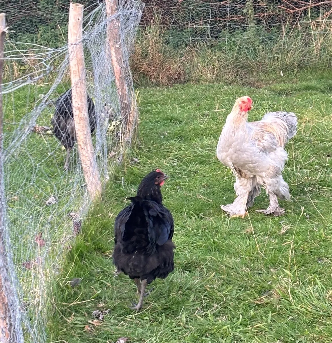 Isabella brahma and Jersey giant cocks for sale - Image 2