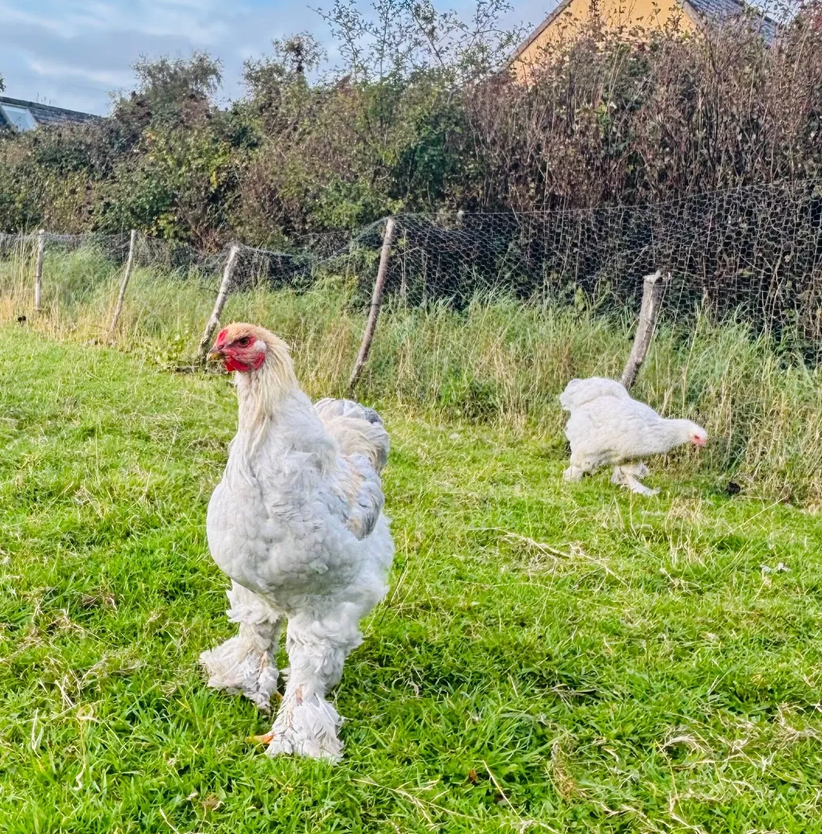 Isabella brahma and Jersey giant cocks for sale - Image 3