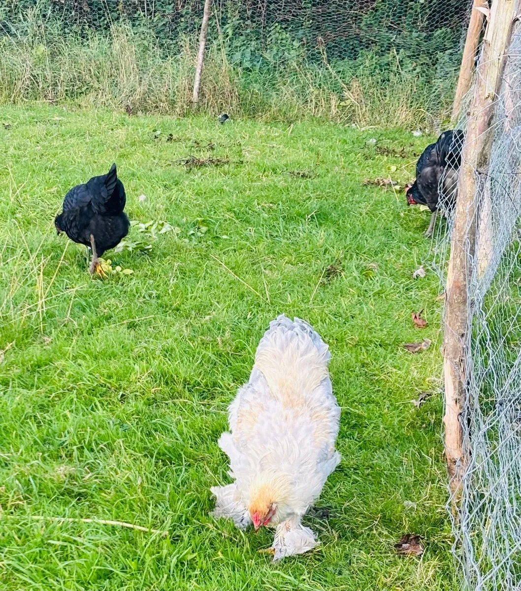Isabella brahma and Jersey giant cocks for sale - Image 4