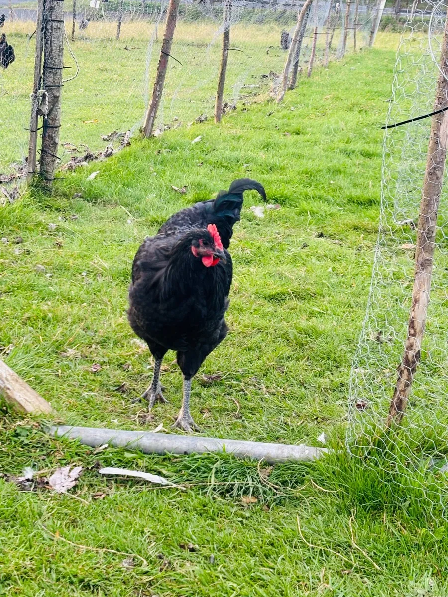 Jersey giant cockerels