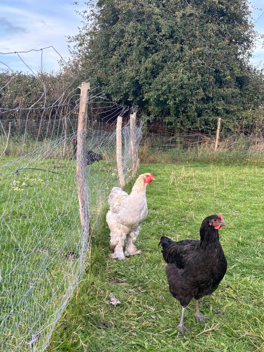 Isabella brahma and Jersey giant cocks for sale - Image 1