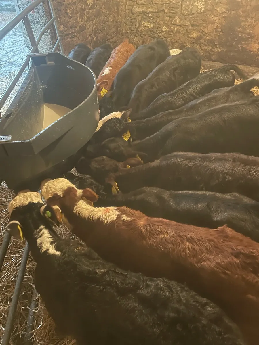 Autumn calves wanted