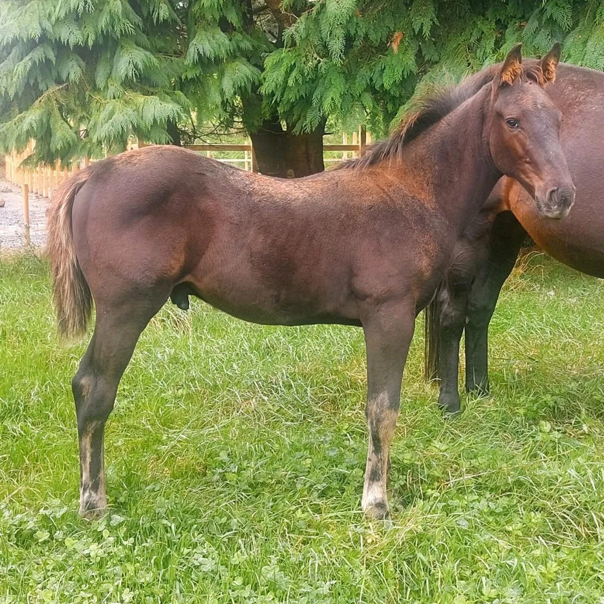 Medium weight hunter or event colt foal - Image 3