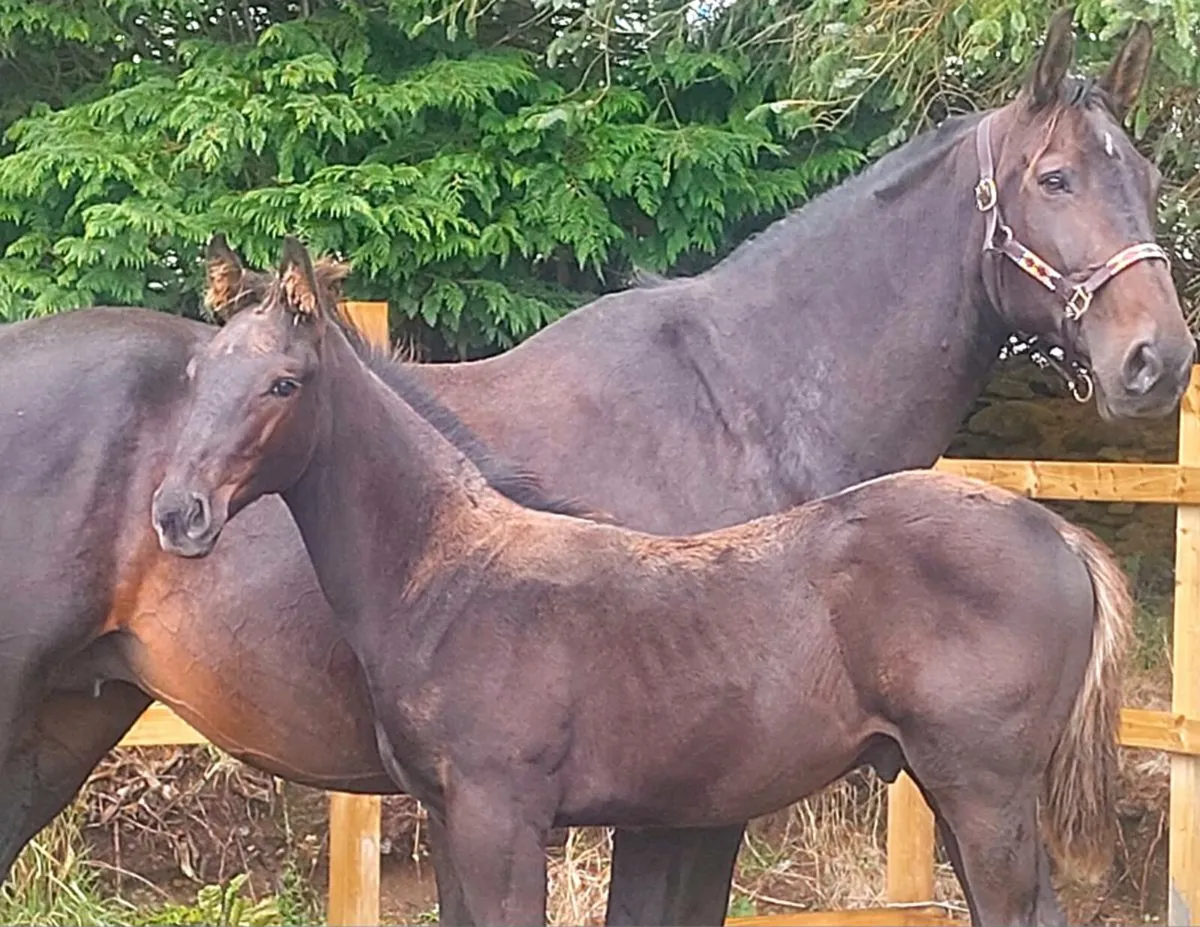 Medium weight hunter or event colt foal - Image 2