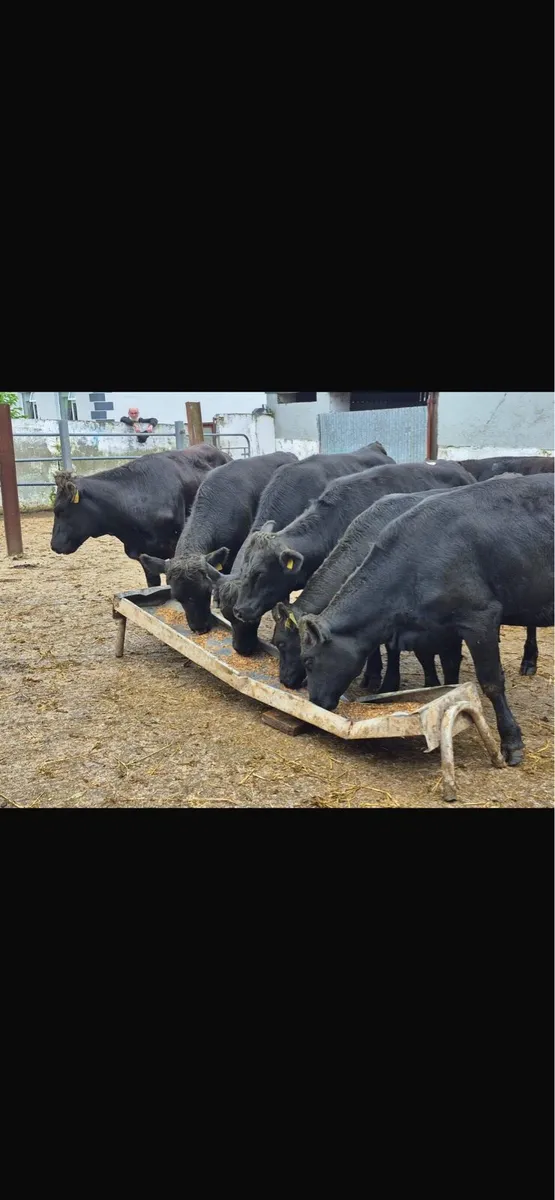 Super lmx heifers - Image 1