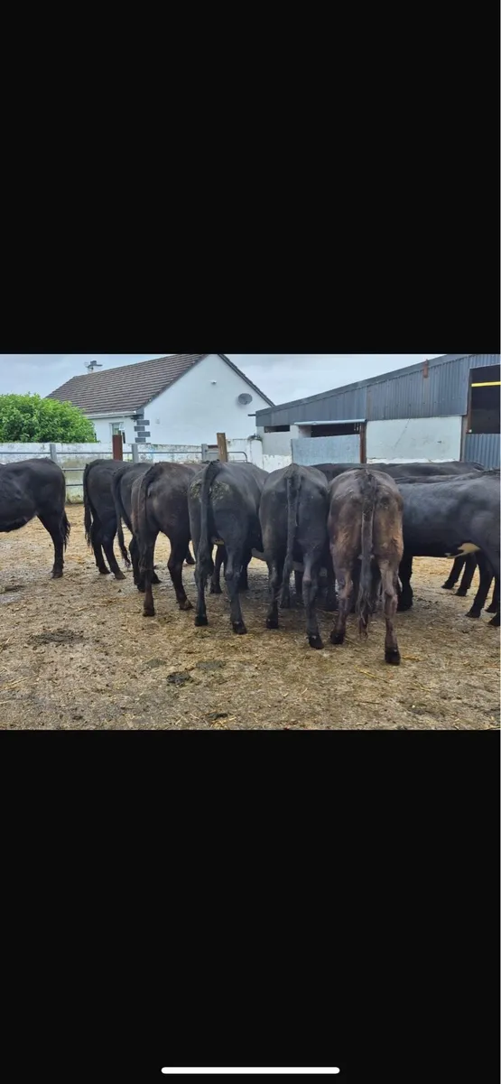 Super lmx heifers - Image 2