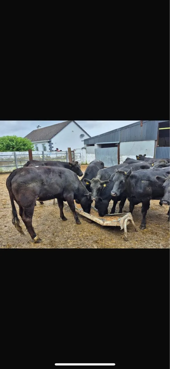 Super lmx heifers - Image 3