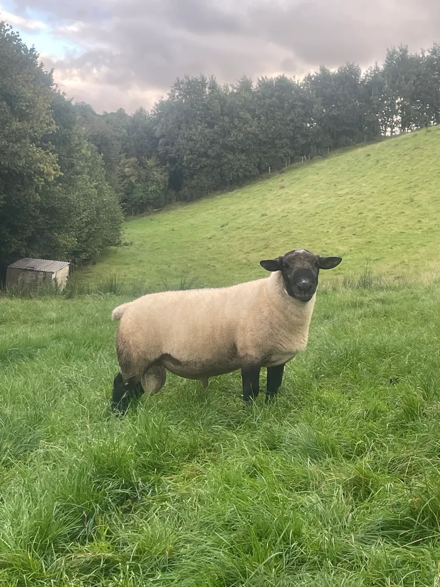Shearling rams - Image 1