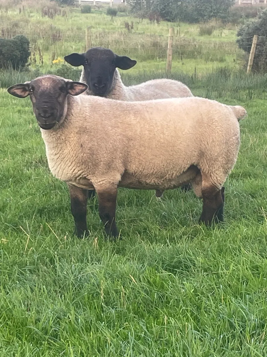 Shearling rams - Image 2