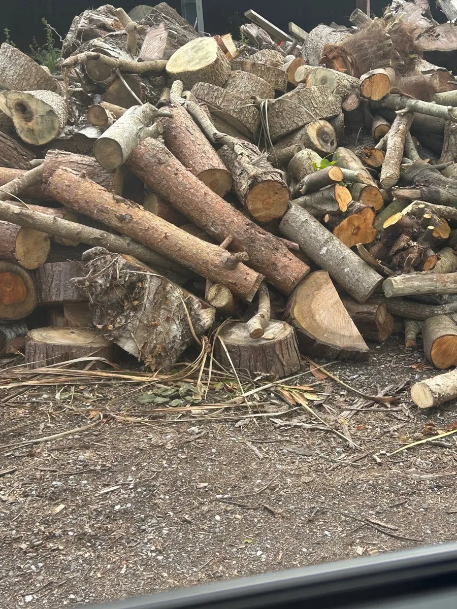 Trunk of Timber - Image 4