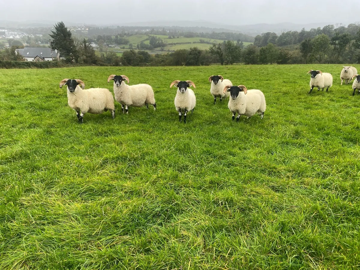 ⭐️ SIS Lanark ram lambs ⭐️ - Image 1