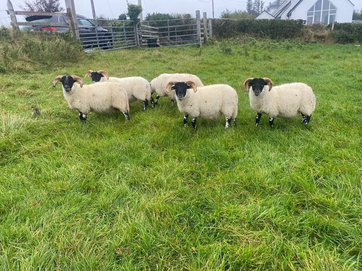 ⭐️ SIS Lanark ram lambs ⭐️ - Image 2