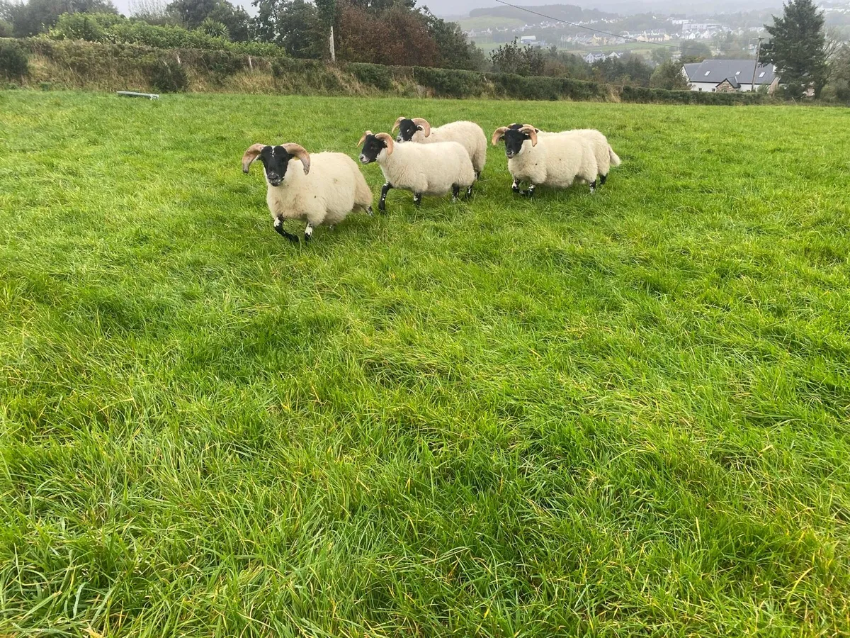 ⭐️ SIS Lanark ram lambs ⭐️ - Image 4