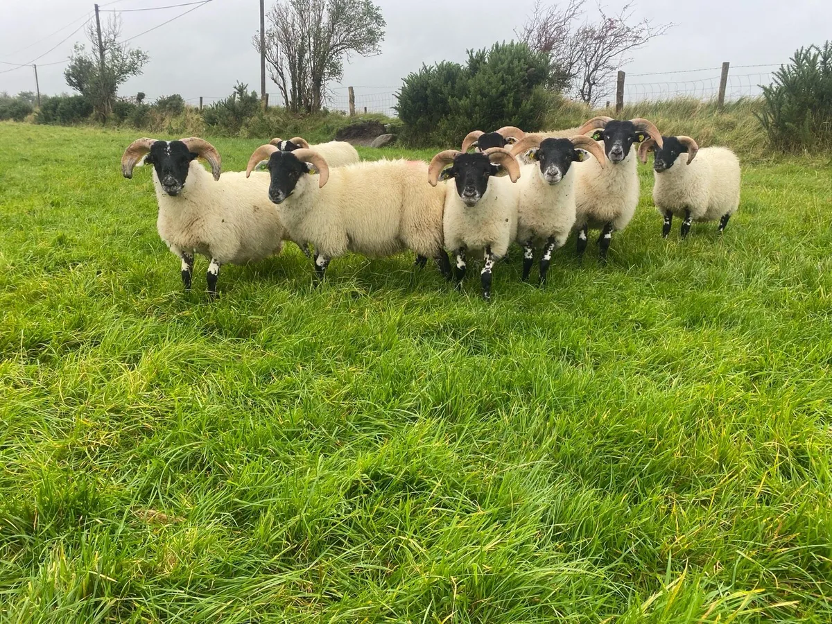 ⭐️ SIS Lanark ram lambs ⭐️ - Image 3