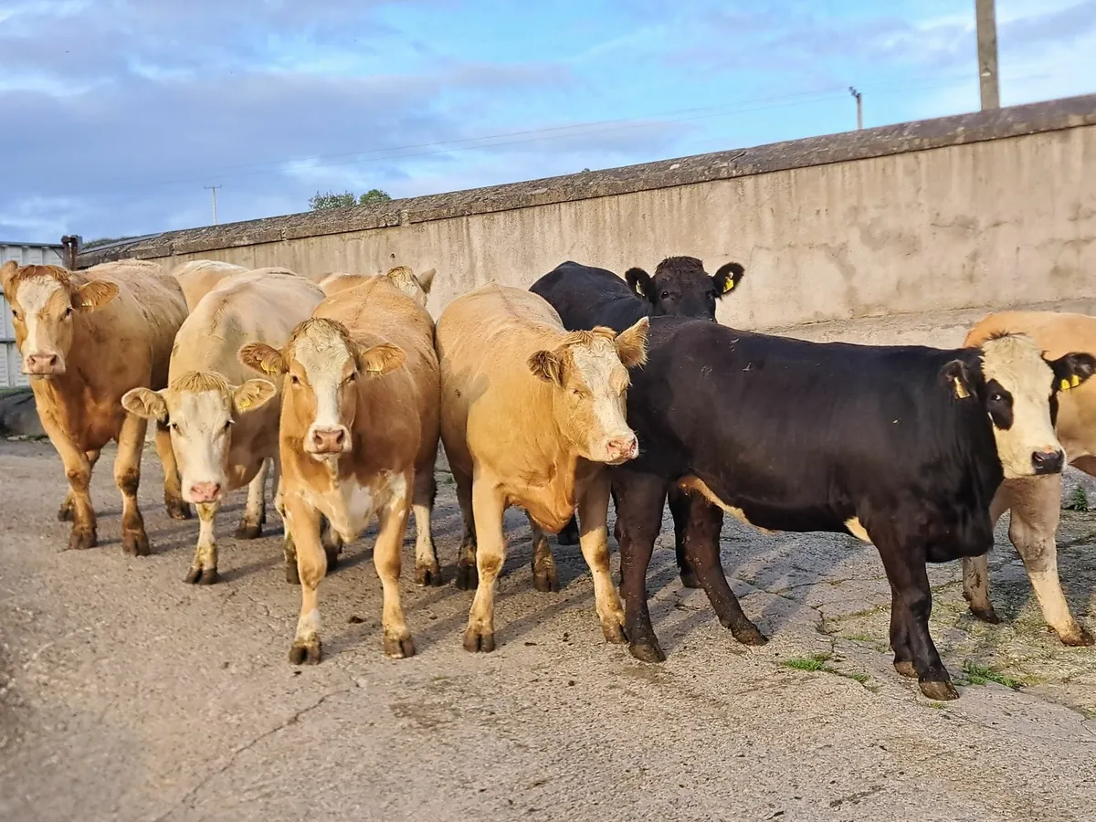 Incalf heifers - Image 2