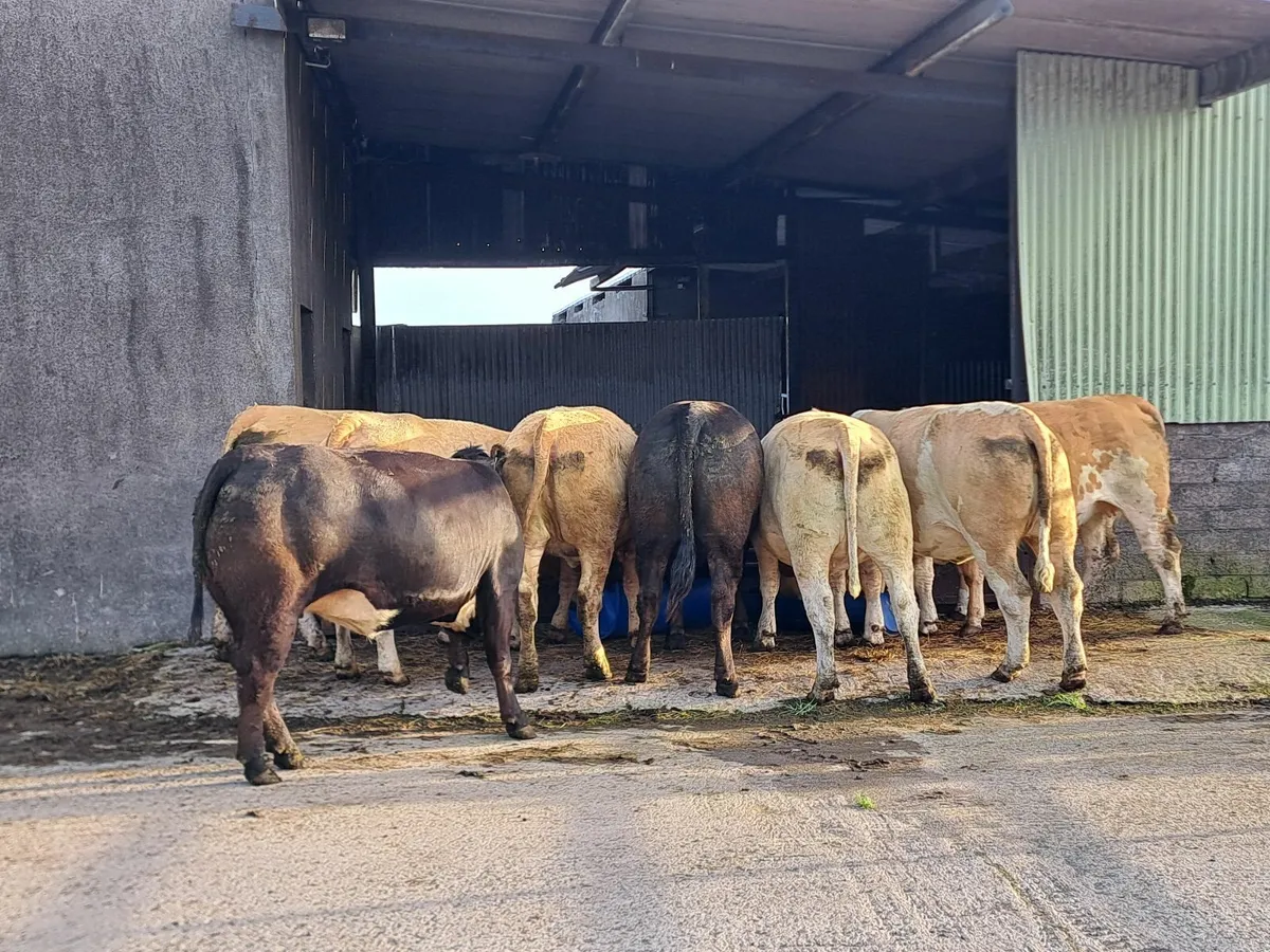 Incalf heifers - Image 1