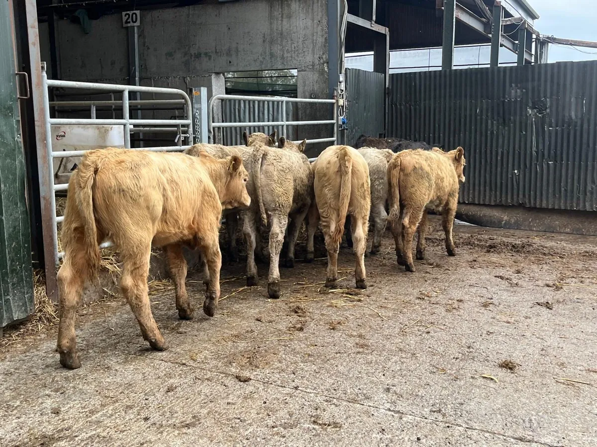 10 super 260 kg continental heifers - Image 1