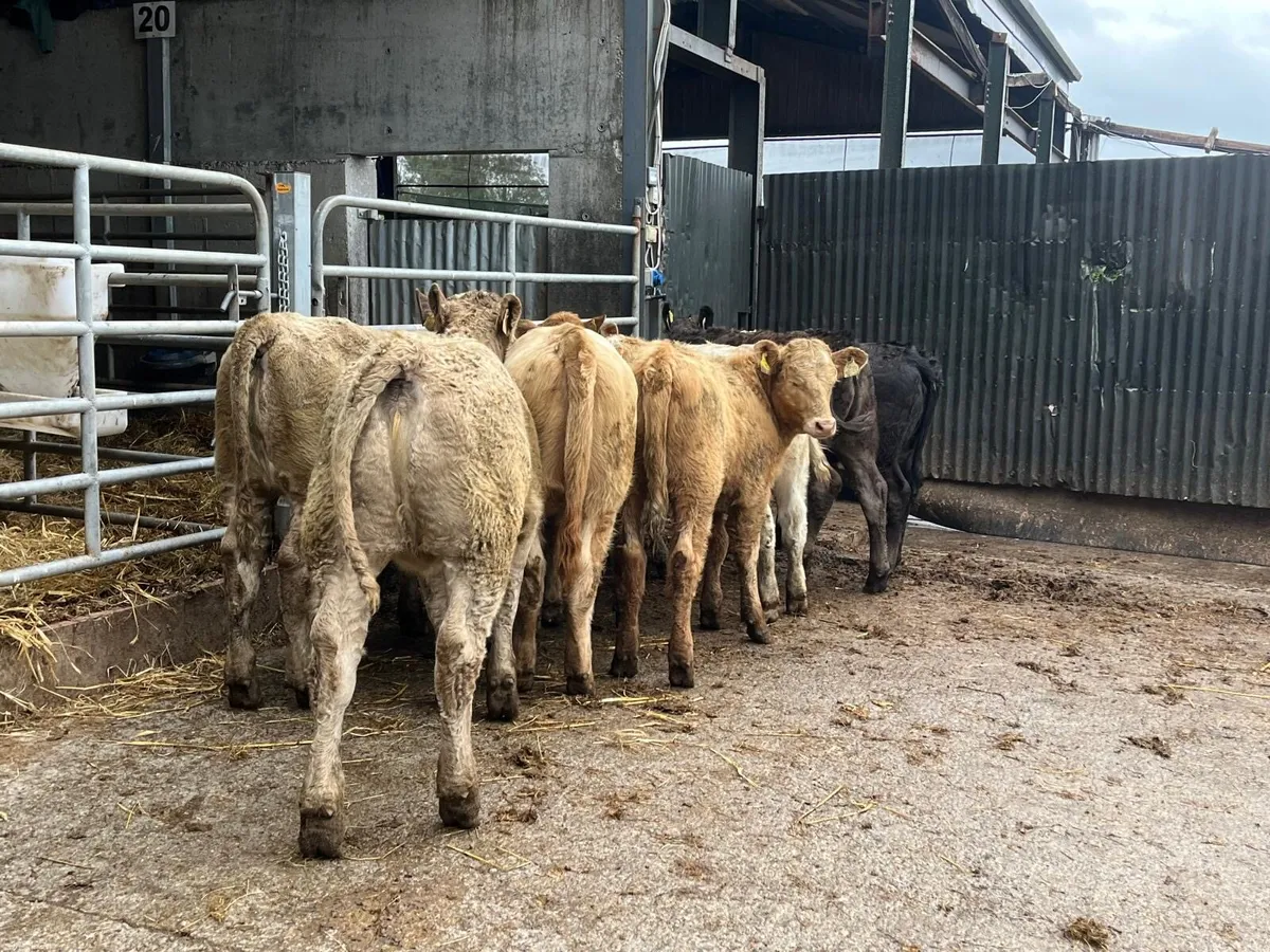 10 super 260 kg continental heifers - Image 4