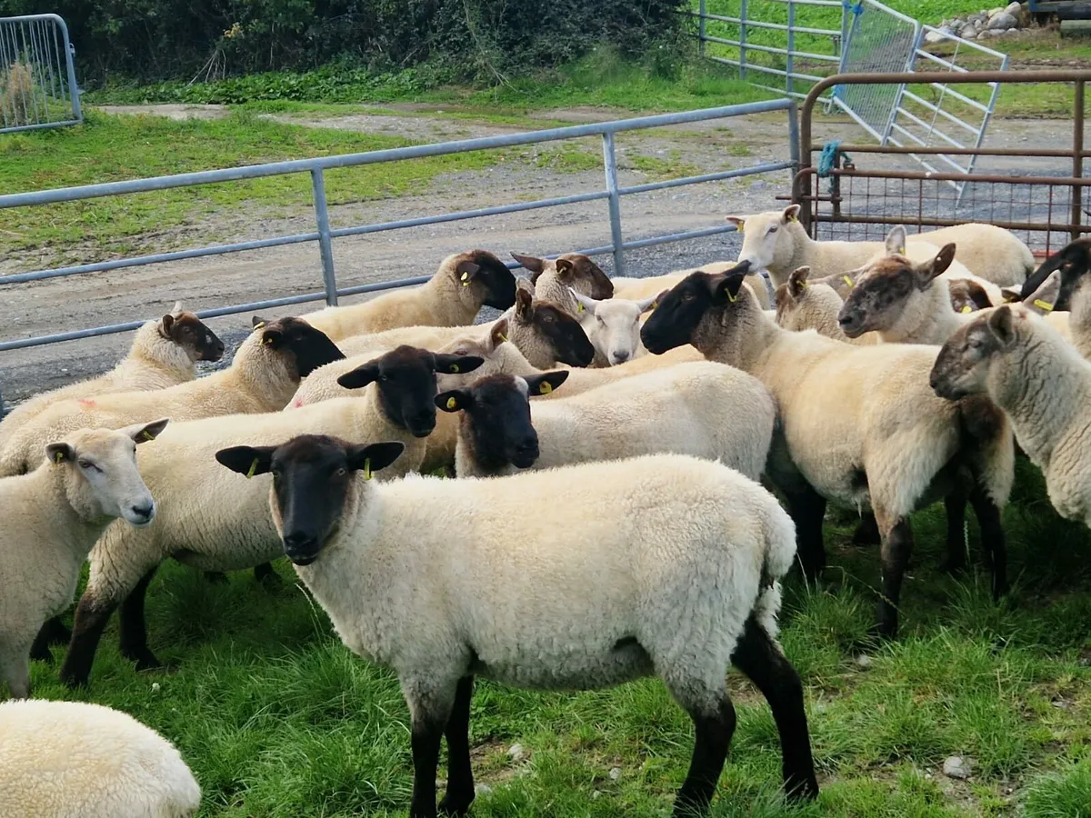 Hogget Ewes - Image 1