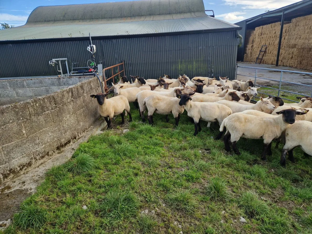 Hogget Ewes - Image 2