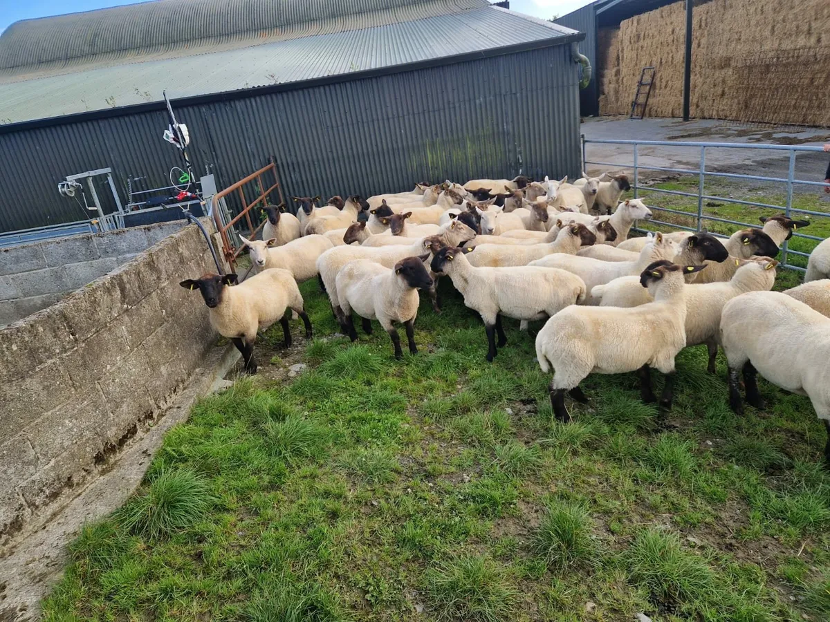 Hogget Ewes - Image 3