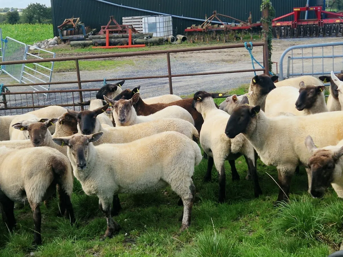 Hogget Ewes - Image 4