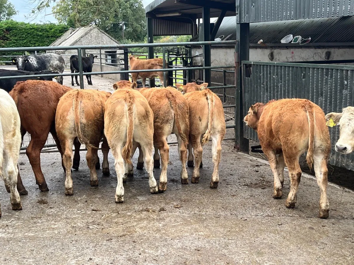 10 u grade continental bull weanlings - Image 1