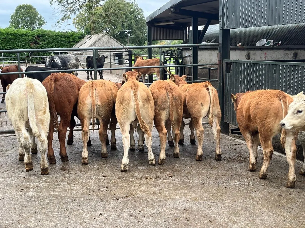 10 u grade continental bull weanlings - Image 2