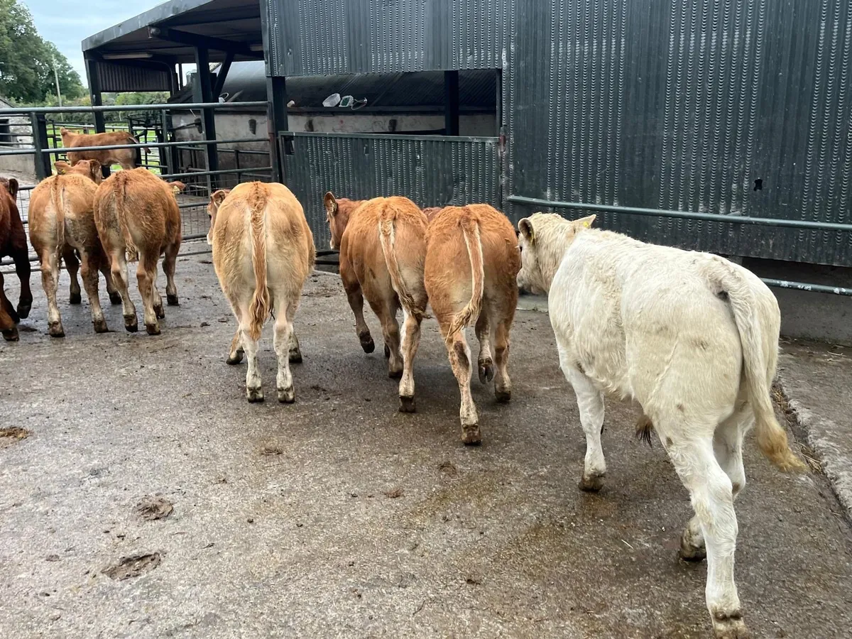 10 u grade continental bull weanlings - Image 3
