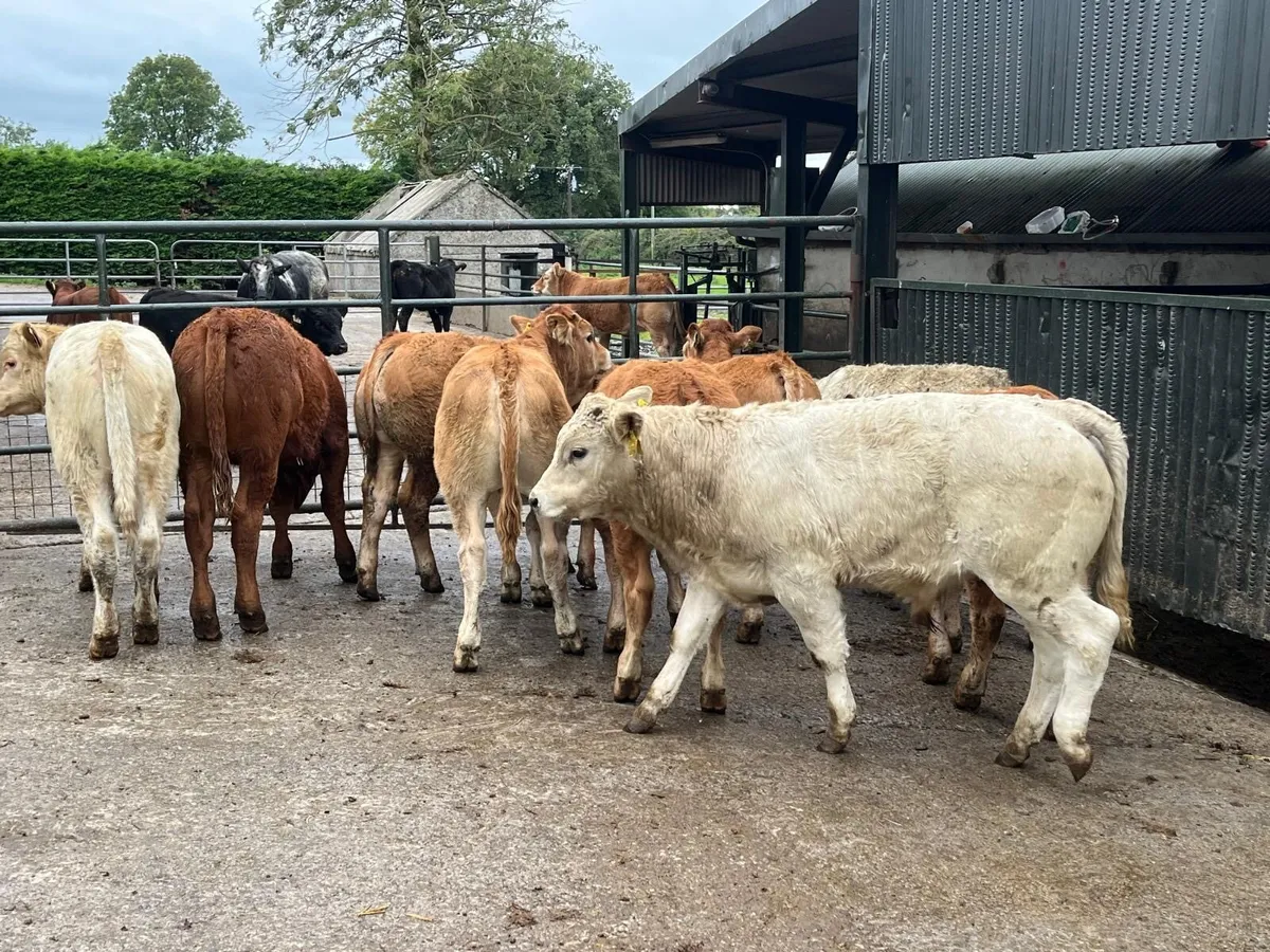 10 u grade continental bull weanlings - Image 4