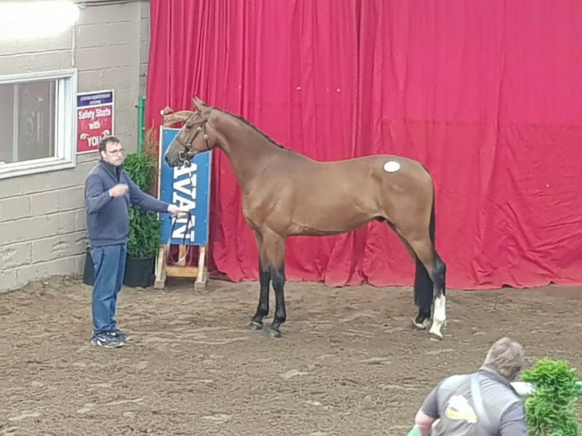 Potential eventer/ showjumper - Image 1