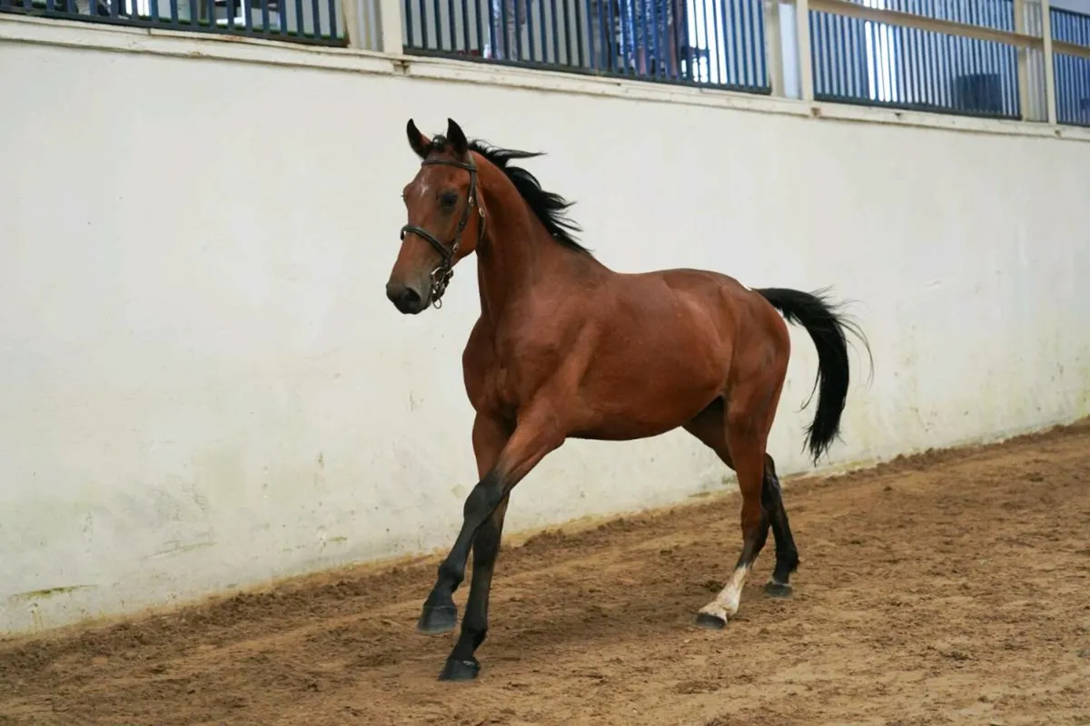 Potential eventer/ showjumper - Image 2