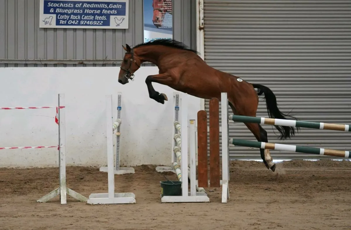 Potential eventer/ showjumper - Image 3