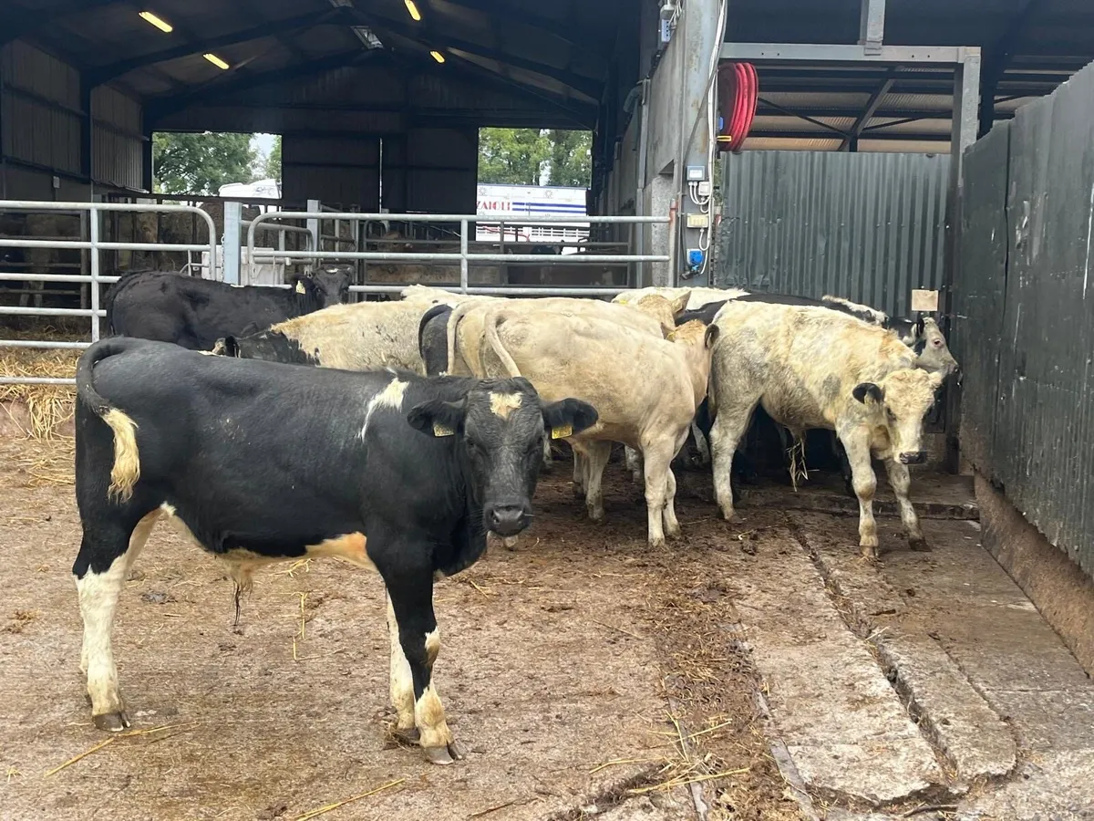12 super blue bull weanlings - Image 2