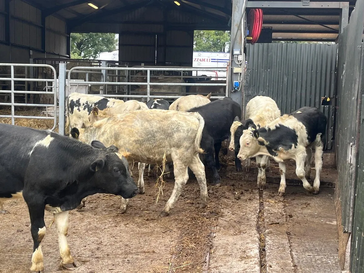 12 super blue bull weanlings - Image 4