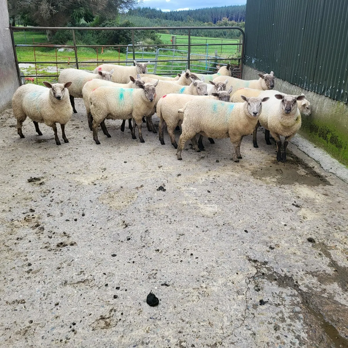 Ewe lambs - Image 1