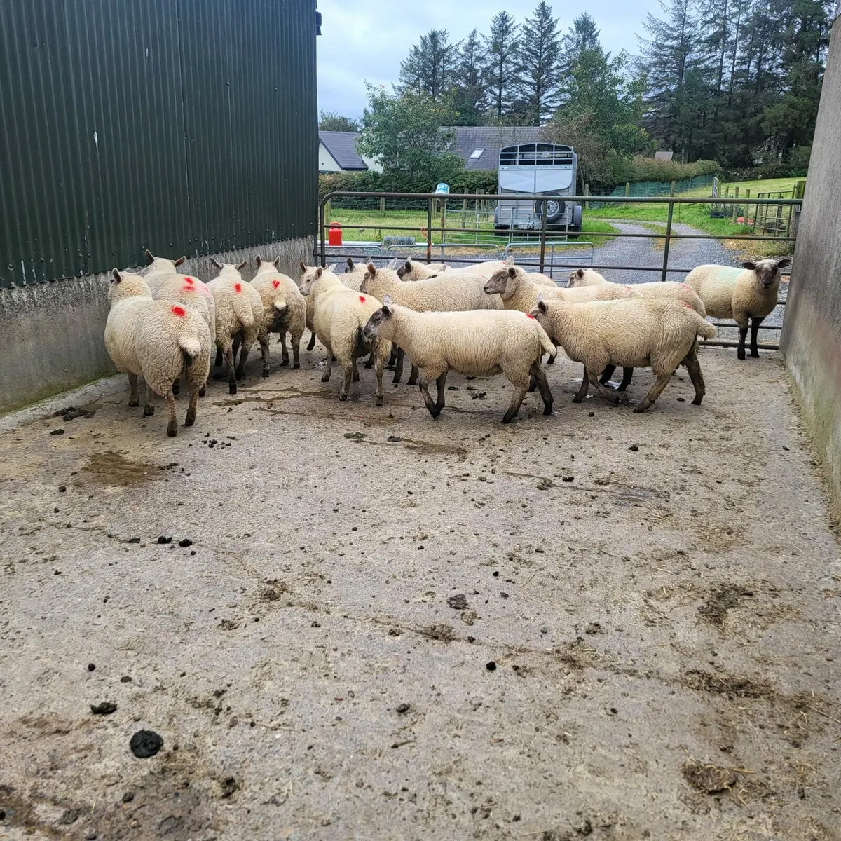 Ewe lambs - Image 2