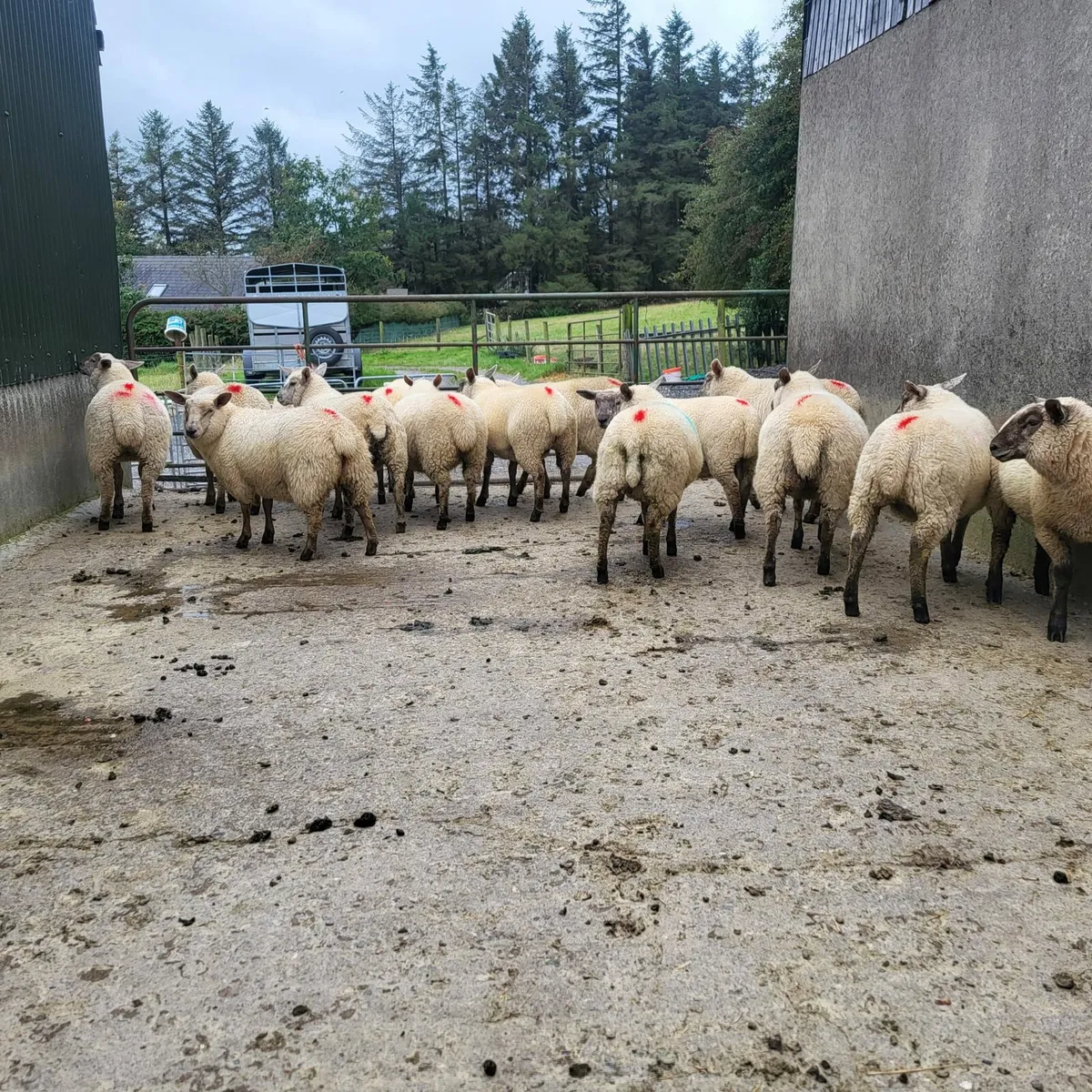 Ewe lambs - Image 3
