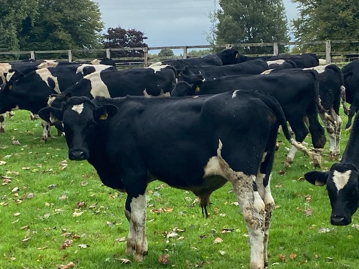 28 Br Fr Weanlings 320kg @ Lissava - Image 1