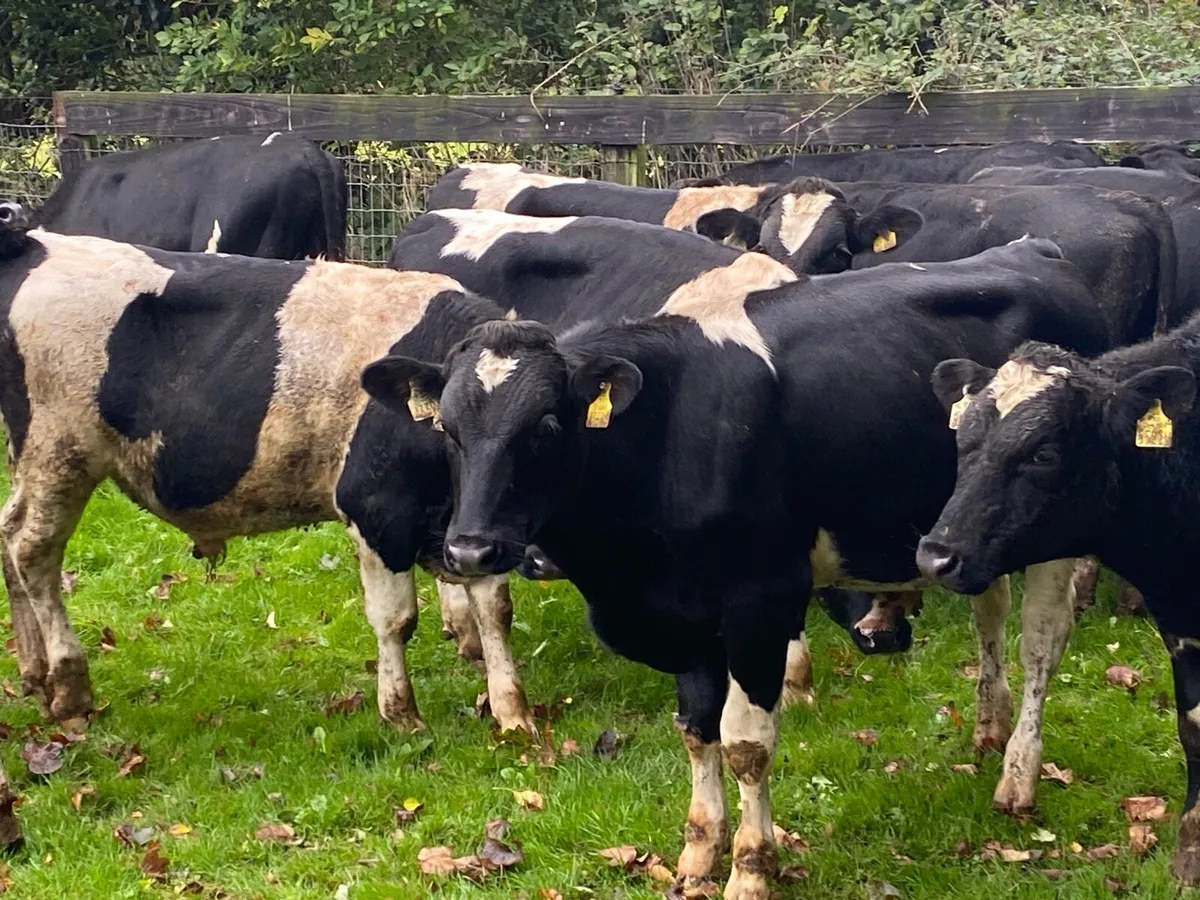28 Br Fr Weanlings 320kg @ Lissava - Image 3