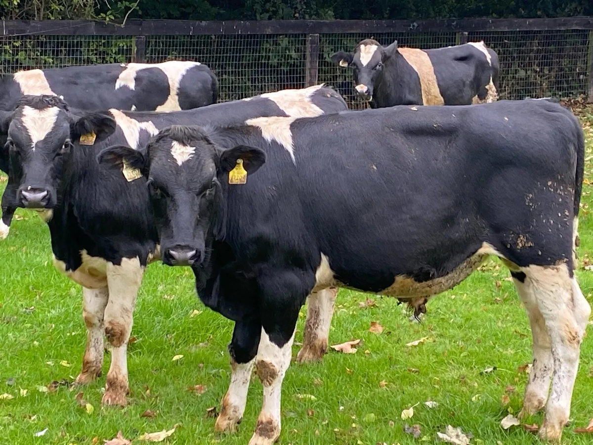 28 Br Fr Weanlings 320kg @ Lissava - Image 4