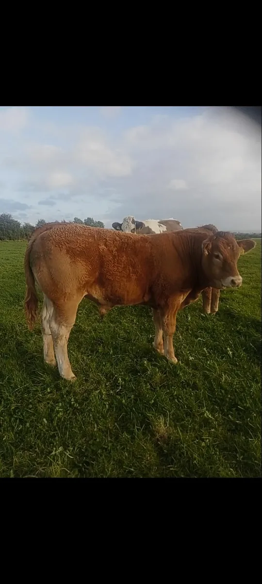 Weanlings - Image 3