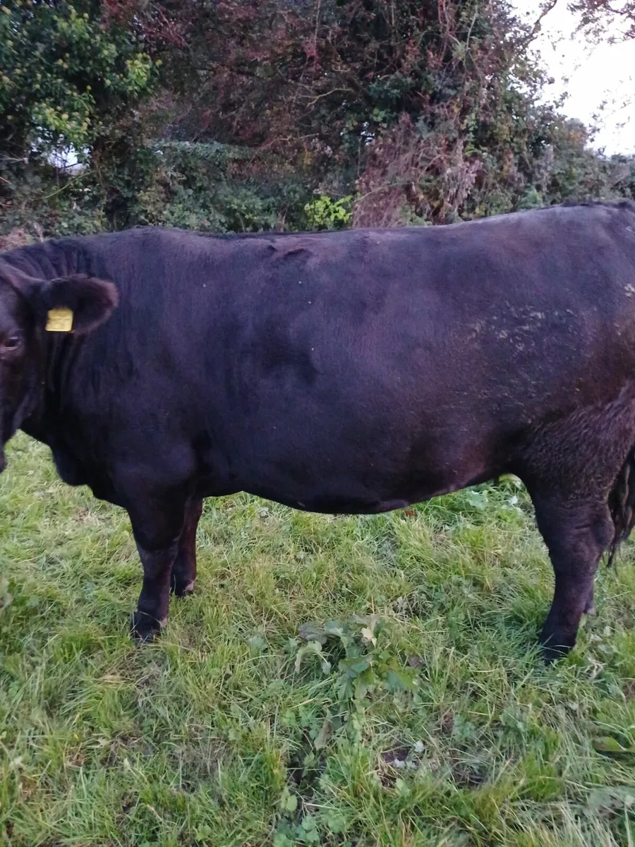 Aberdeen Angus heifers - Image 1