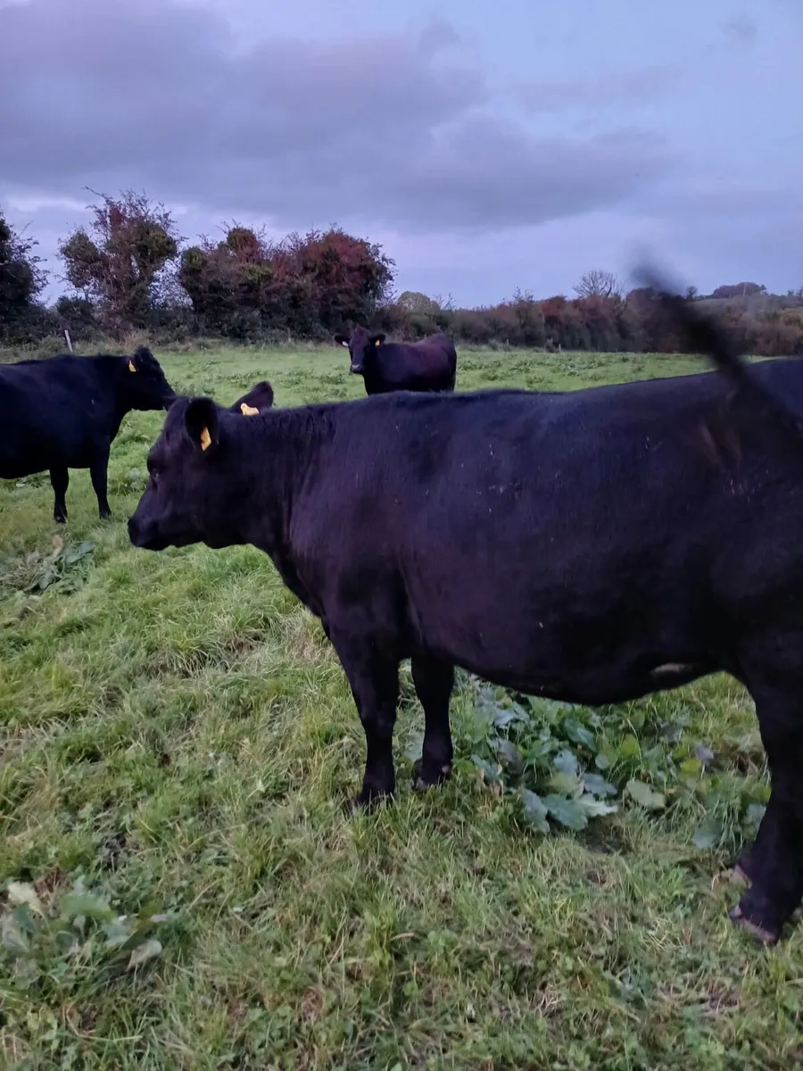 Aberdeen Angus heifers - Image 2